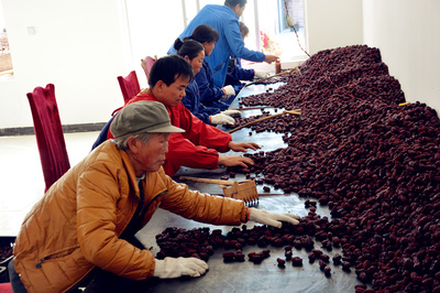 神木持续推动红枣低产园改造 促红枣丰产枣农增收