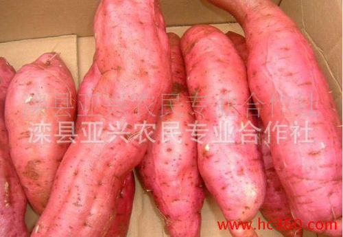 供应亚兴合作社优质花生 红薯 萝卜 猪饲料 农副产品加工 玉米价格